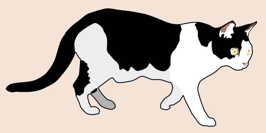 Mustavalkoinen kissa